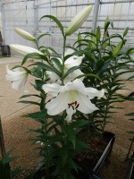 [5611 VH41 Macon No01.JPG]